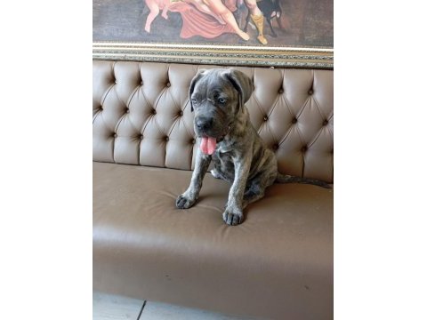 Dişi cane corso yavru