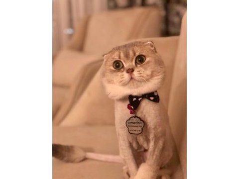Anne baba secerelı eşyalı scottish fold