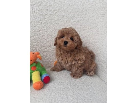 Maltipoo minikler ped eğitimli sıfır boy