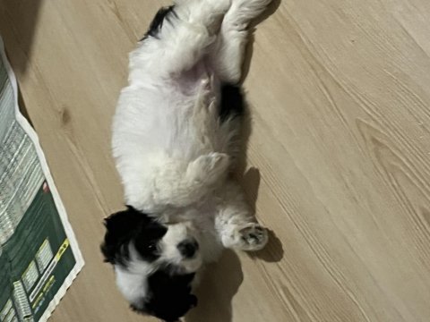 50 günlük morkie oğlumuza yuva