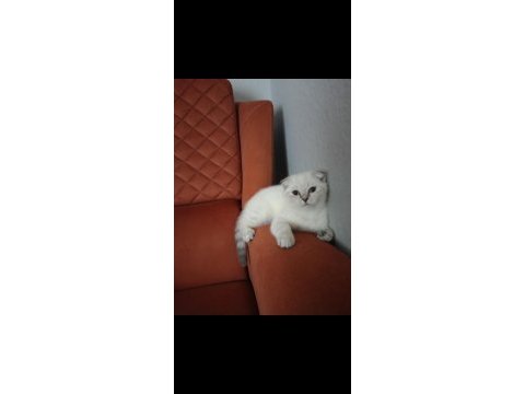 Kırık kulak dişi kedimiz yeni sahibini bekliyor