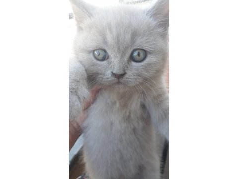 19 temmuz doğumlu british shorthair