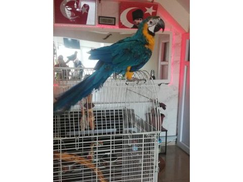 Ara macaw blue