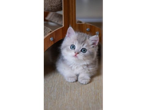 En güzel renkte blue golden british shorthair