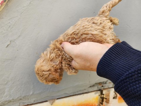 50 günlük maltipoo köpekler