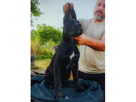Dünya şampiyonlukları soyundan dişi cane corso yavrumuz