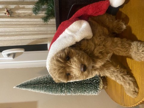 Anne baba belli toy poodle yavru