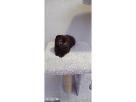 Cana yakın mükemmel bir yavru scottish fold