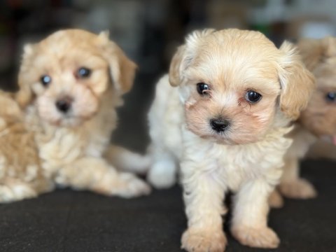Petmode köpek çiftliğinde ziyarete açık maltipoo