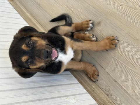 Yavru rottweiler