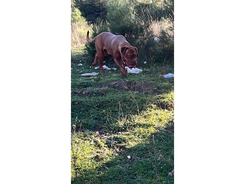 Türkiye de sayılı mastiflerimiz sahiplendirilecek