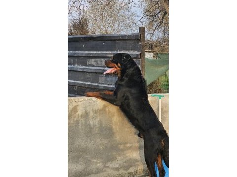 Damızlık erkek ve dişi rottweiler ve yavrular