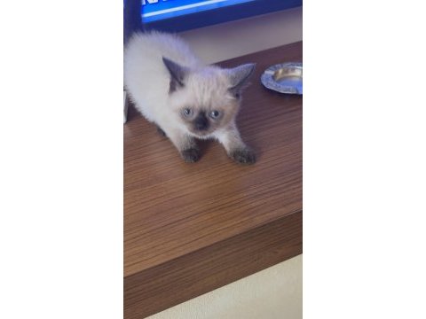 Scottish fold yavrularımız