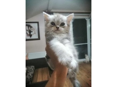 British shorthair tabby