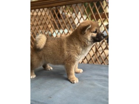 Shiba inu yavrular