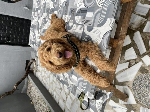 Toy poodle uygun