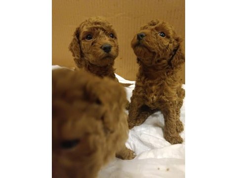 Poodle yavrucuklar