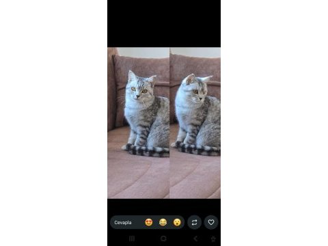 Ücretsiz sahiplendirme çok uysal kedimiz