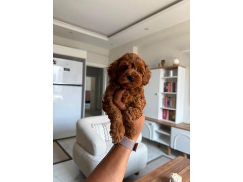 Premium toy poodle