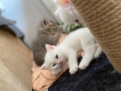 British shorthair 9 mayıs doğumlu