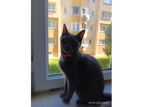 1 yaşında british shorthair