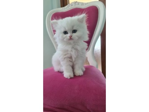 Kar beyaz saf kan chinchilla yavrumuza yuva arıyoruz