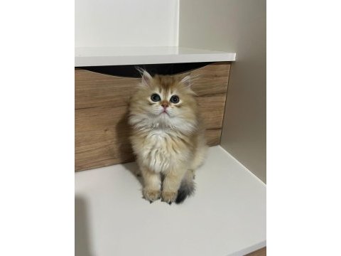 3 aylık british longhair ny11 evde bakılıyor