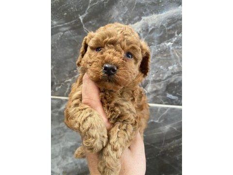Orjinal minyatür toy poodle yavrular 