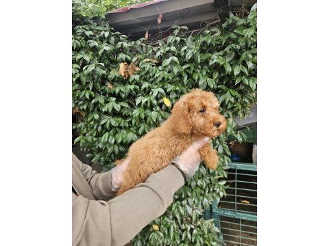 Irk ve sağlık garanti poodle yavrularımız