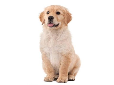 Ruhsatlı köpek çifliğinden golden yavrular a scrli