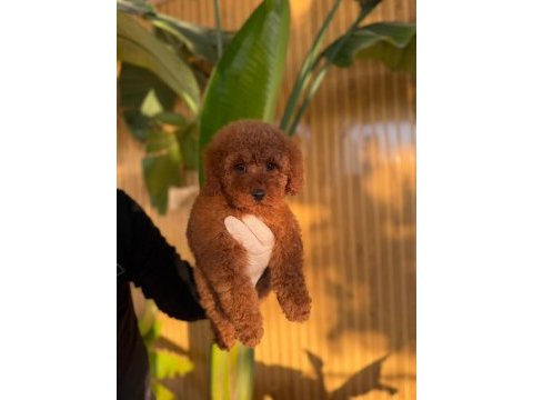 Toy poodle köpekleri