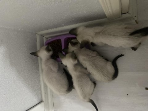 4 tane yavru siyam kedisi