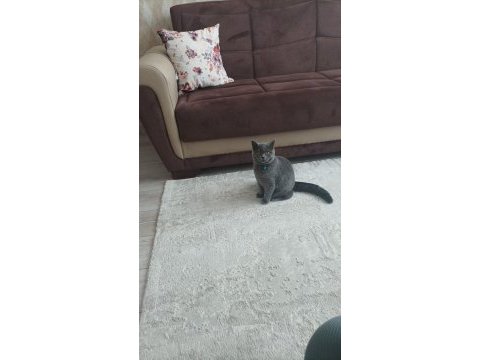 British longhair kedimiz 6 aylık