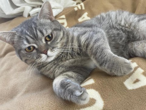 British shorthair erkek aşılı karneli 7 aylık