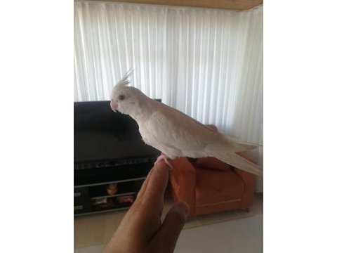 2 aylık albino sultan papağanı yavrusu