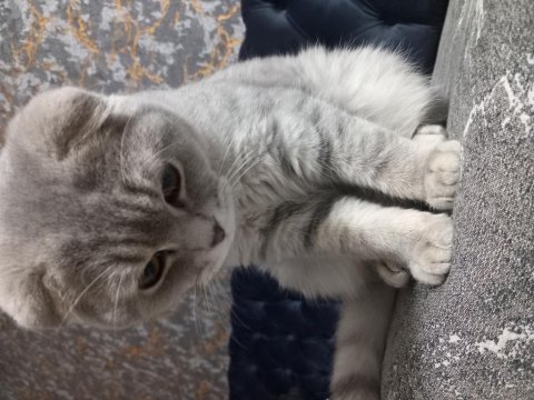 Scottish fold 7-8 aylık erkek kedimiz