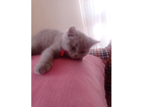 Kendi kedimizin british shorthair yavrusu
