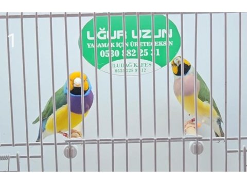 Türkiye şampiyonundan gouldian finch
