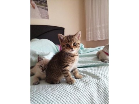 British shorthair bebekler