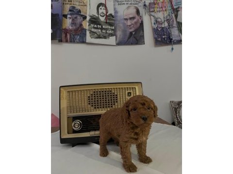 Muhteşem ırk garantili poodle yavrularım