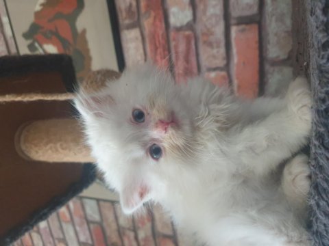2,5 aylık british longhair erkek yavrumuz
