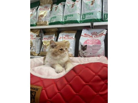 Türünün en güzel örneklerinden exotic shorthair