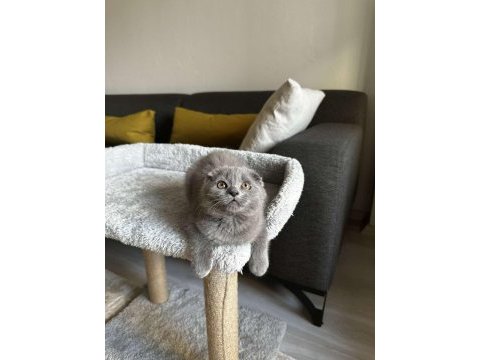 Sıfır kulak scottish fold cinsi yavrumuza aile arıyoruz