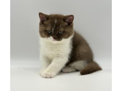 Eşsiz british shorthair yavrular