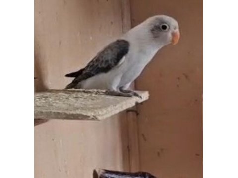 Yavru cennet papağanı