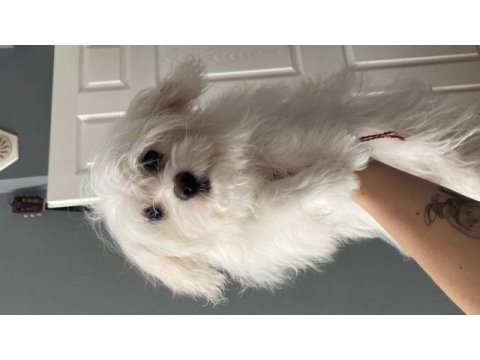9 aylık erkek oğlumuza güzel bakıcak aile arıyoruz maltese