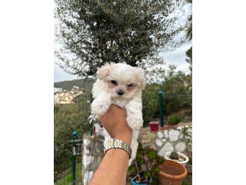 Maltese terrier yavrularımız