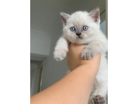 Blue point british shorthair bebeklerim