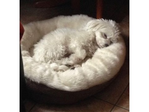 Sempatik maltipoo yavrular