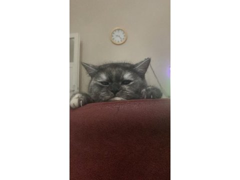 Uysal british shorthair kedidir
